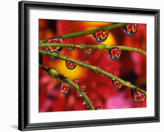 Garden Flowers Reflecting in Dewdrops-Steve Terrill-Framed Photographic Print