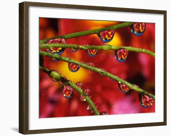 Garden Flowers Reflecting in Dewdrops-Steve Terrill-Framed Photographic Print