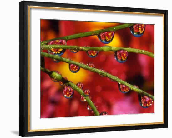 Garden Flowers Reflecting in Dewdrops-Steve Terrill-Framed Photographic Print