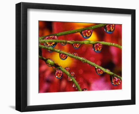 Garden Flowers Reflecting in Dewdrops-Steve Terrill-Framed Photographic Print