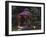 Garden Gazebo at Night-null-Framed Photographic Print