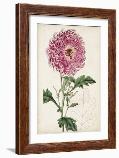 Garden Gems I-Curtis-Framed Art Print