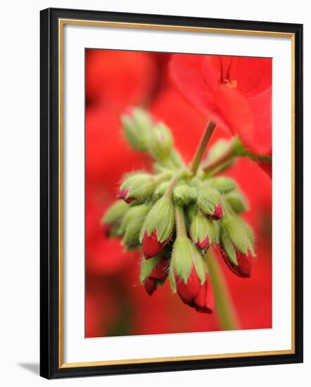 Garden Geranium New Flowers Breaking Bud, UK-Gary Smith-Framed Photographic Print