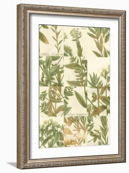 Garden Grid III-Johann Weinmann-Framed Art Print