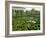 Garden Maze, Portugal, Europe-Westwater Nedra-Framed Photographic Print