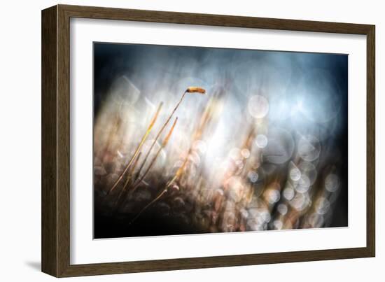 Garden Moss-Ursula Abresch-Framed Photographic Print