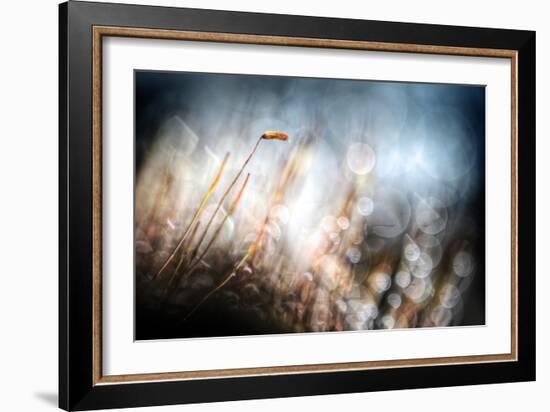 Garden Moss-Ursula Abresch-Framed Photographic Print