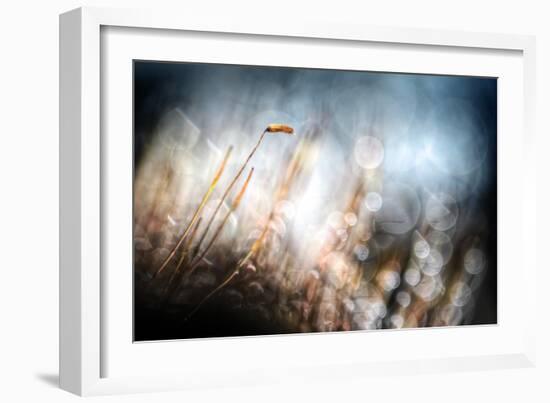 Garden Moss-Ursula Abresch-Framed Photographic Print