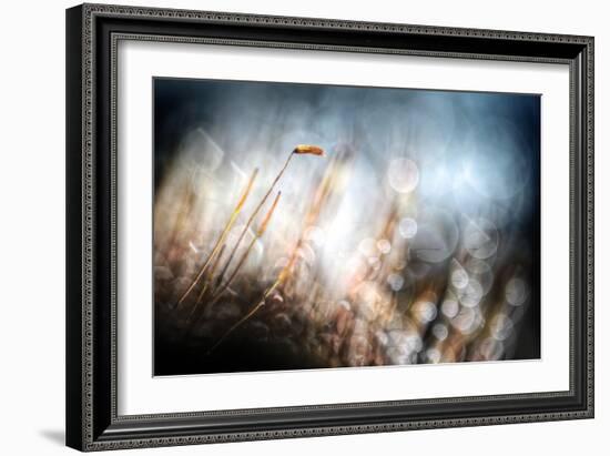 Garden Moss-Ursula Abresch-Framed Photographic Print