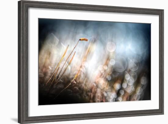 Garden Moss-Ursula Abresch-Framed Photographic Print