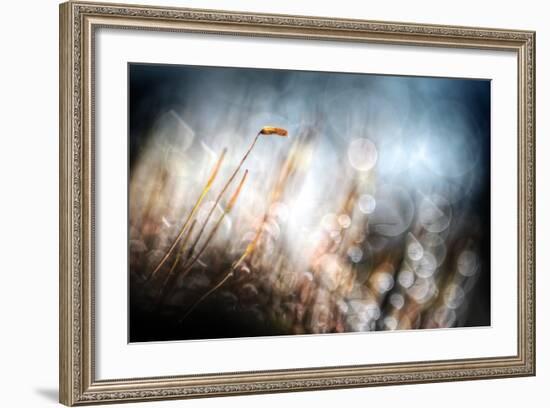 Garden Moss-Ursula Abresch-Framed Photographic Print