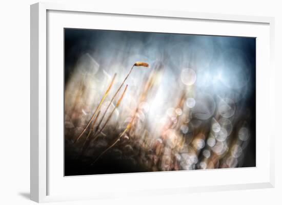 Garden Moss-Ursula Abresch-Framed Photographic Print