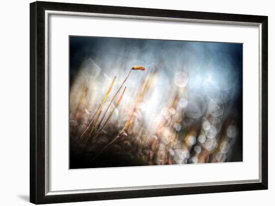 Garden Moss-Ursula Abresch-Framed Photographic Print