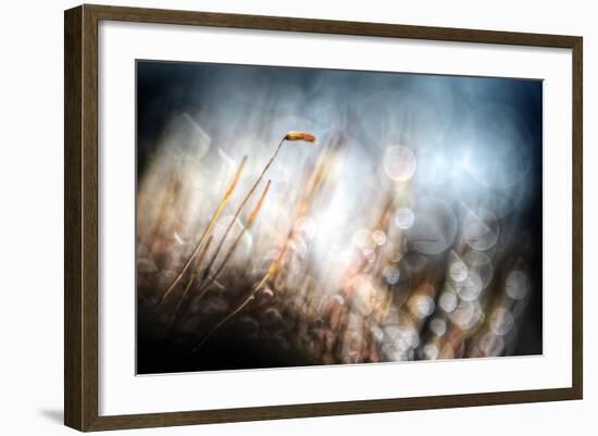 Garden Moss-Ursula Abresch-Framed Photographic Print