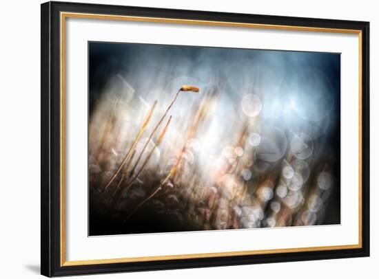 Garden Moss-Ursula Abresch-Framed Photographic Print