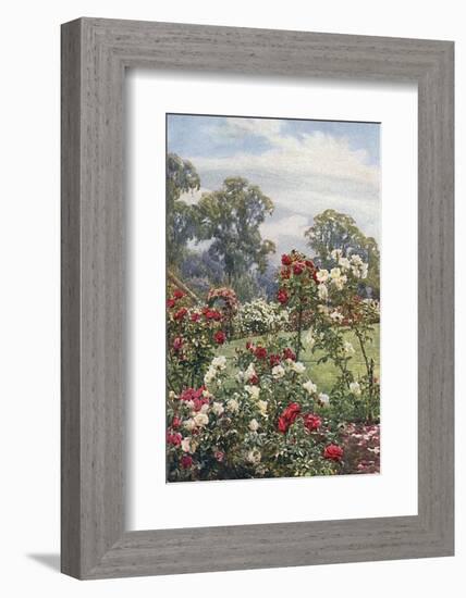 Garden, Newtown House-Beatrice Parsons-Framed Photographic Print