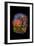 Garden of Eden, 2007-Jane Deakin-Framed Giclee Print