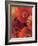 Garden of Gerberas II-Albena Hristova-Framed Art Print