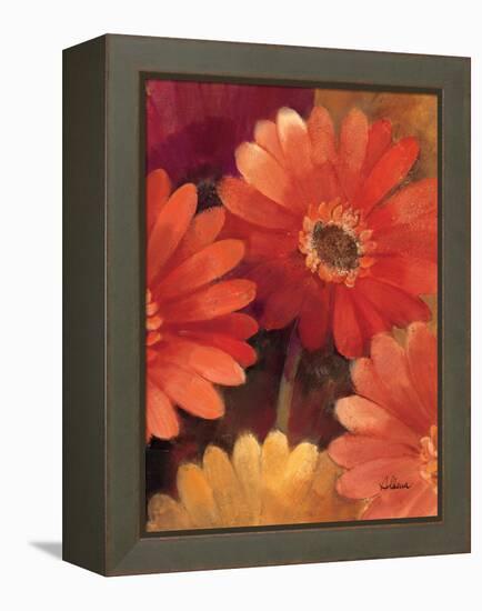 Garden of Gerberas III-Albena Hristova-Framed Stretched Canvas