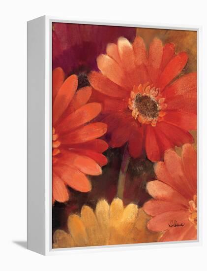 Garden of Gerberas III-Albena Hristova-Framed Stretched Canvas