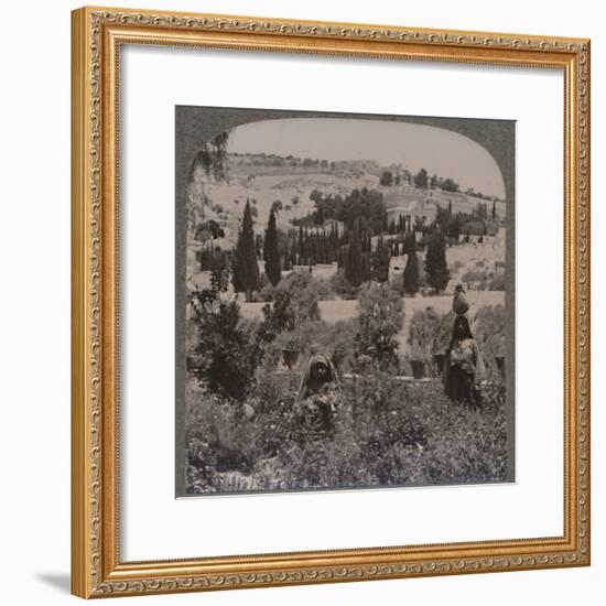 'Garden of Gethsemane and Mount of Olives from Greek Gardens', c1900-Unknown-Framed Photographic Print