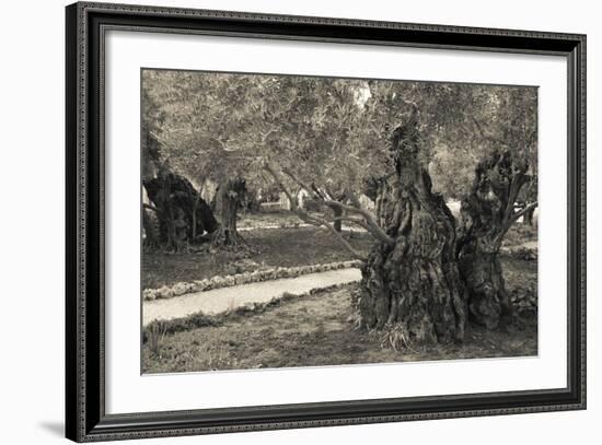 Garden of Gethsemane, Mount of Olives, Jerusalem, Israel-null-Framed Photographic Print