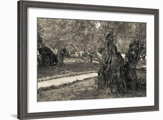 Garden of Gethsemane, Mount of Olives, Jerusalem, Israel-null-Framed Photographic Print