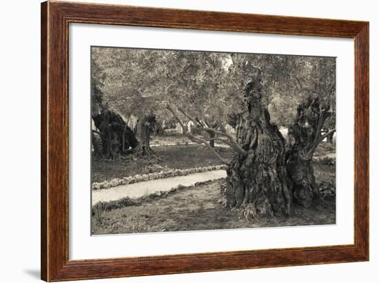 Garden of Gethsemane, Mount of Olives, Jerusalem, Israel-null-Framed Photographic Print