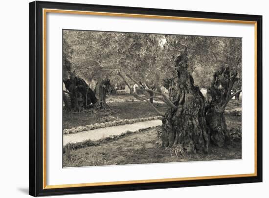 Garden of Gethsemane, Mount of Olives, Jerusalem, Israel-null-Framed Photographic Print