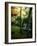 Garden of Moss in Saihoji Temple-null-Framed Photographic Print