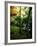 Garden of Moss in Saihoji Temple-null-Framed Photographic Print