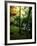 Garden of Moss in Saihoji Temple-null-Framed Photographic Print