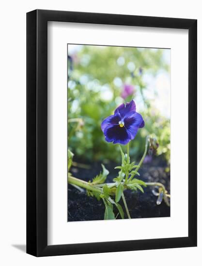 garden pansies, viola wittrockiana, blossom, close-up-David & Micha Sheldon-Framed Photographic Print