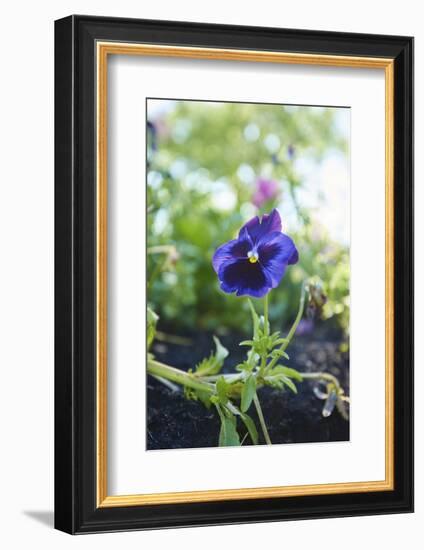 garden pansies, viola wittrockiana, blossom, close-up-David & Micha Sheldon-Framed Photographic Print