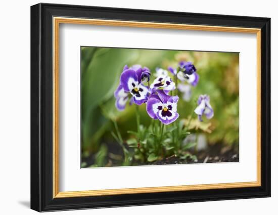 garden pansies, viola wittrockiana, blossom, close-up-David & Micha Sheldon-Framed Photographic Print