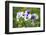 garden pansies, viola wittrockiana, blossom, close-up-David & Micha Sheldon-Framed Photographic Print