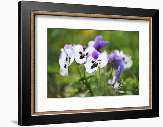 garden pansies, viola wittrockiana, blossom, close-up-David & Micha Sheldon-Framed Photographic Print