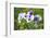 garden pansies, viola wittrockiana, blossom, close-up-David & Micha Sheldon-Framed Photographic Print