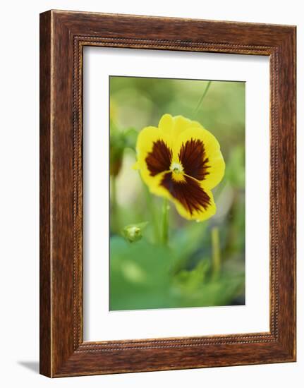 garden pansies, viola wittrockiana, blossom, close-up-David & Micha Sheldon-Framed Photographic Print