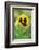 garden pansies, viola wittrockiana, blossom, close-up-David & Micha Sheldon-Framed Photographic Print