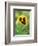 garden pansies, viola wittrockiana, blossom, close-up-David & Micha Sheldon-Framed Photographic Print