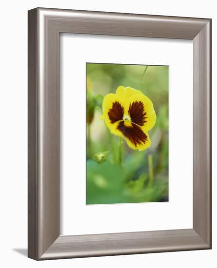 garden pansies, viola wittrockiana, blossom, close-up-David & Micha Sheldon-Framed Photographic Print