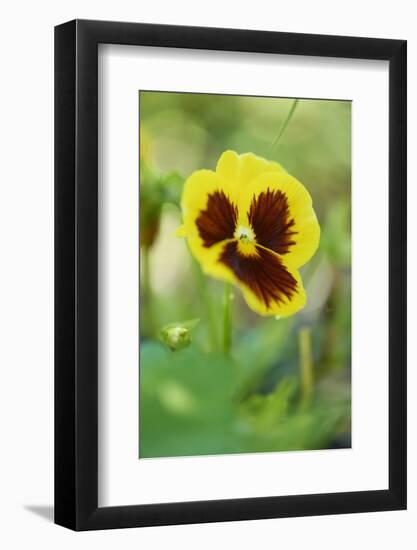 garden pansies, viola wittrockiana, blossom, close-up-David & Micha Sheldon-Framed Photographic Print