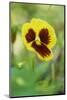 garden pansies, viola wittrockiana, blossom, close-up-David & Micha Sheldon-Mounted Photographic Print