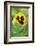 garden pansies, viola wittrockiana, blossom, close-up-David & Micha Sheldon-Framed Photographic Print