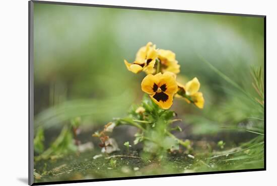 garden pansies, viola wittrockiana, blossom, close-up-David & Micha Sheldon-Mounted Photographic Print