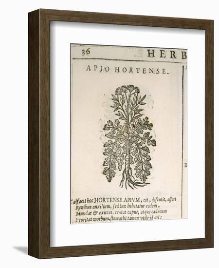 Garden Parsley (Petroselinum Crispum), 1585-null-Framed Giclee Print