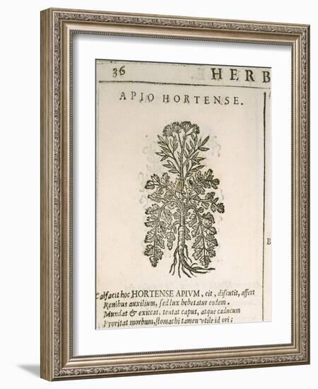 Garden Parsley (Petroselinum Crispum), 1585-null-Framed Giclee Print