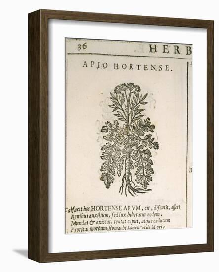 Garden Parsley (Petroselinum Crispum), 1585-null-Framed Giclee Print