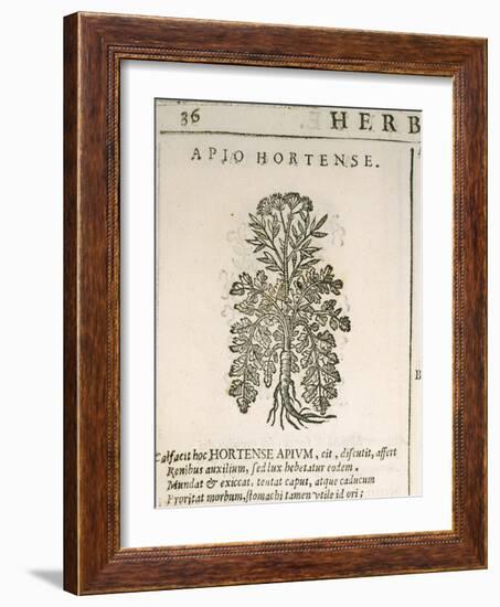 Garden Parsley (Petroselinum Crispum), 1585-null-Framed Giclee Print